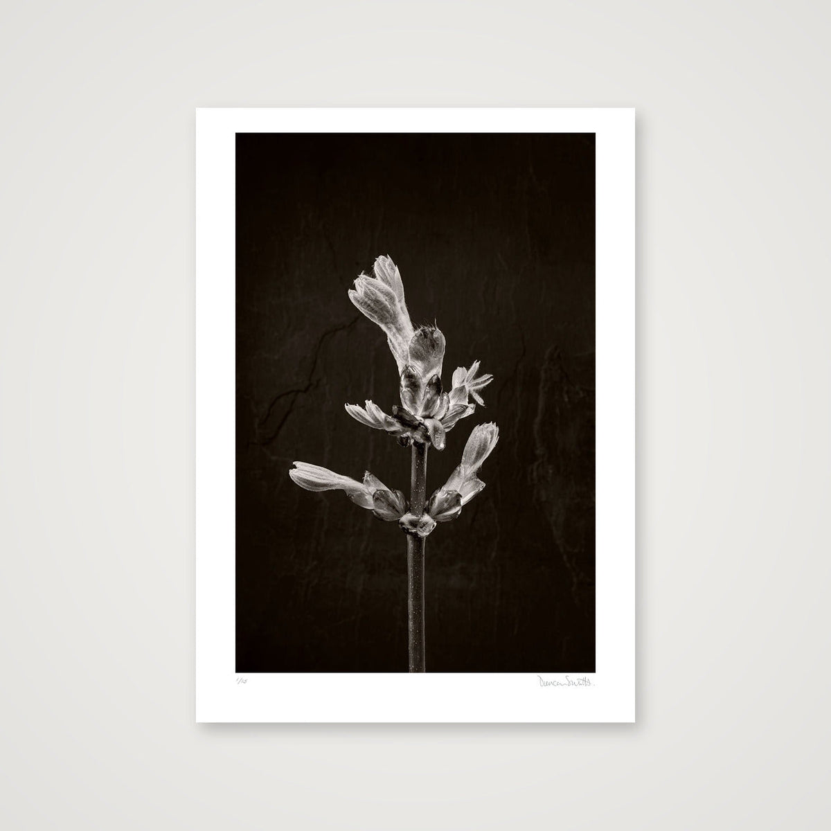 Horse Chestnut Stem No 1 — 50×70cm, 20×28" Print only