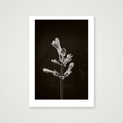 Horse Chestnut Stem No 1 — 50×70cm, 20×28" Print only