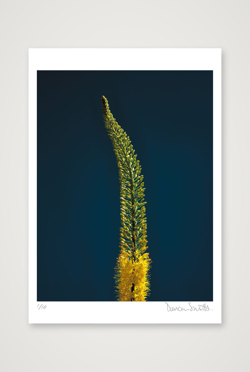 Foxtail Lily Stem — 70×100cm, 28×39" Print only