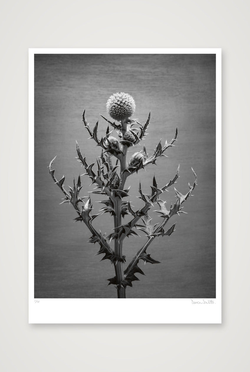 Echinops Study — 70×100cm, 28×39" Print only