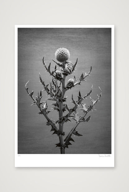 Echinops Study — 70×100cm, 28×39" Print only