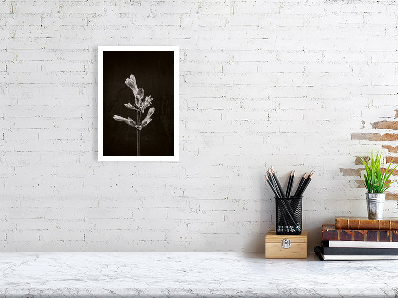 A4 giclée print of Horse Chestnut Stem No1 botanical photograph by Botanographia