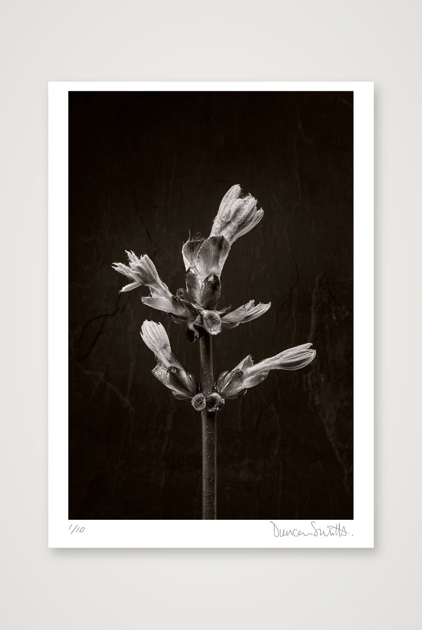 Horse Chestnut Stem No 3 — 70×100cm, 28×39" Print only
