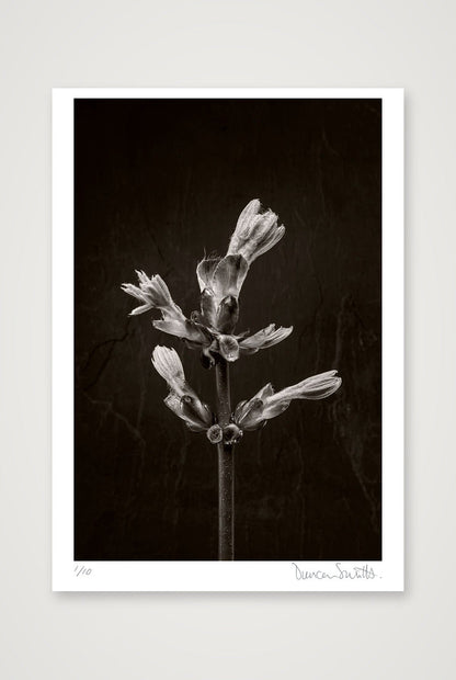 Horse Chestnut Stem No 3 — 70×100cm, 28×39" Print only