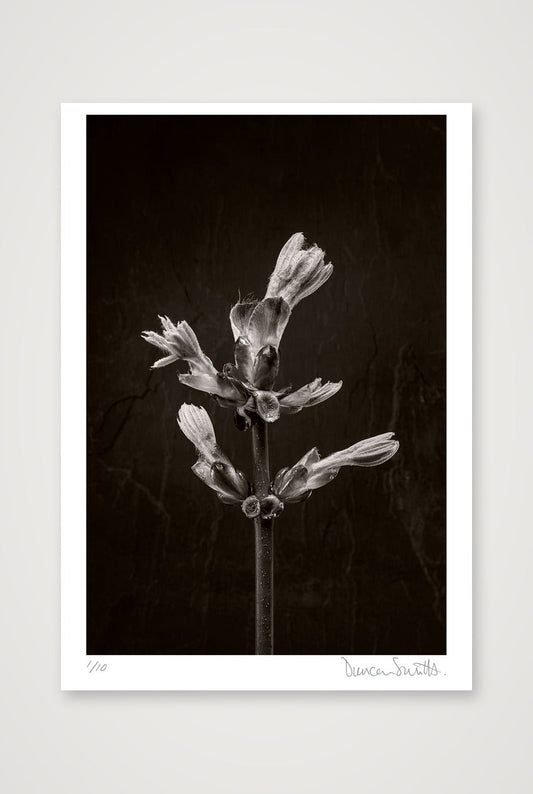 Horse Chestnut Stem No 3 — 70×100cm, 28×39" Print only