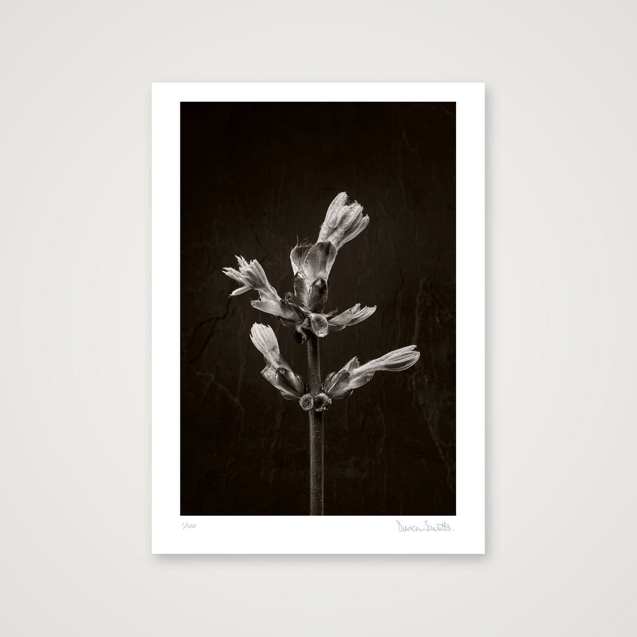 Horse Chestnut Stem No 3 — A4 (21×30cm, 8×12") Print only