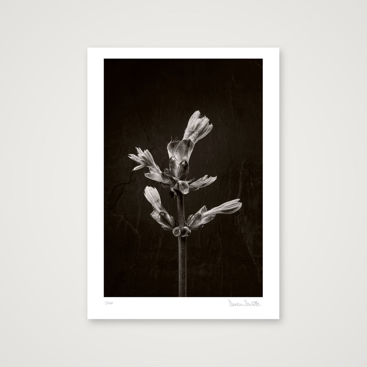 Horse Chestnut Stem No 3 — A4 (21×30cm, 8×12") Print only