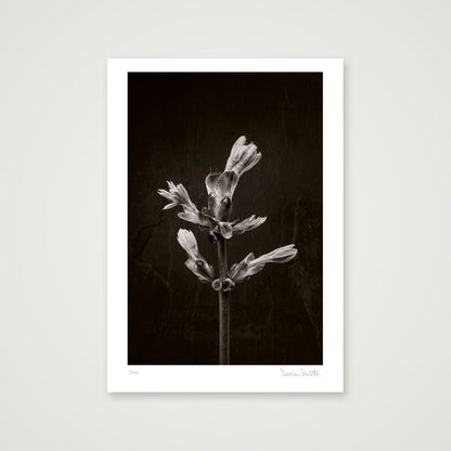 Horse Chestnut Stem No 3 — A4 (21×30cm, 8×12") Print only
