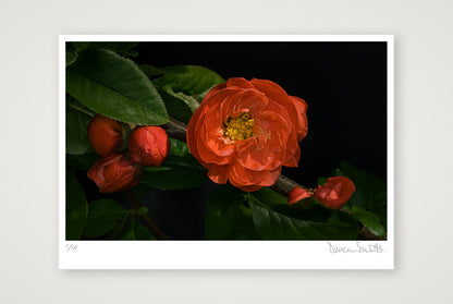 Flowering Japanese Quince — 100×70cm, 39×28" Print only