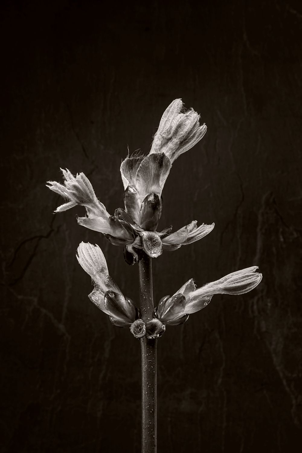 Horse Chestnut Stem No 3