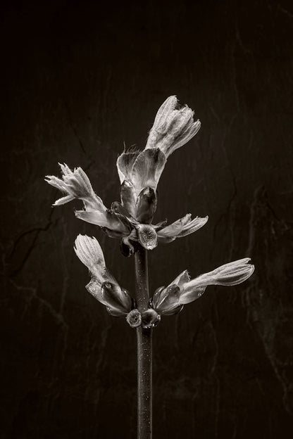 Horse Chestnut Stem No 3