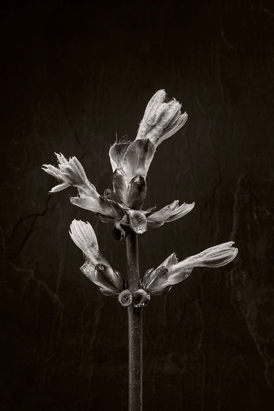 Horse Chestnut Stem No 3