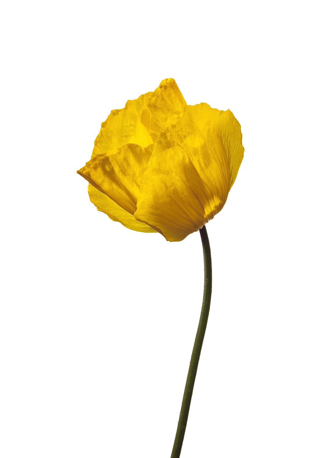 Yellow Poppy No 1