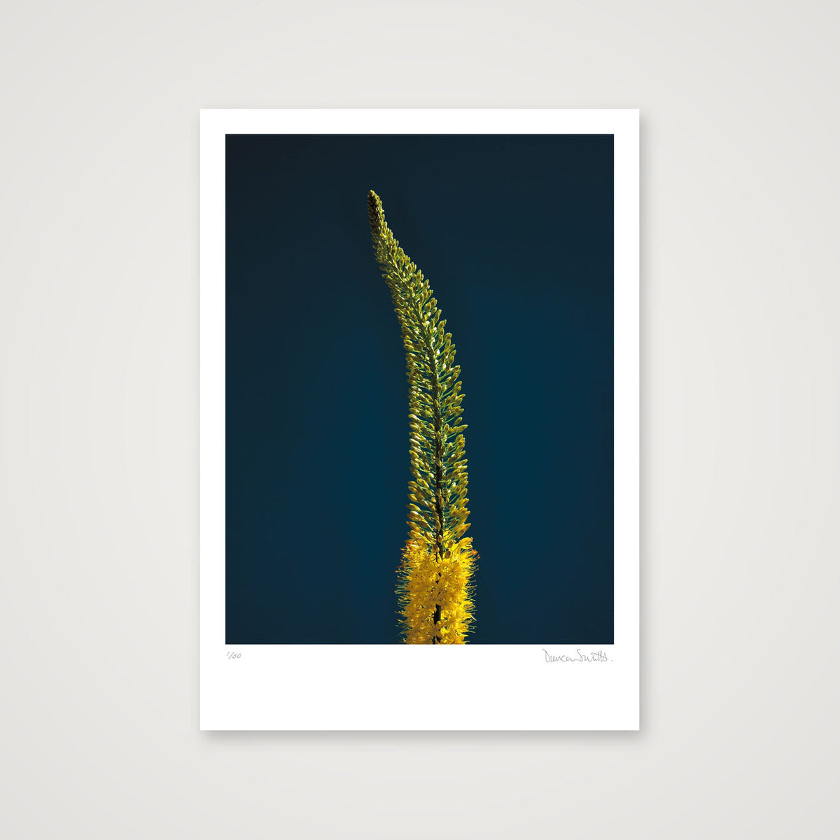 Foxtail Lily Stem — A3 (30×42cm, 12×17") Print only