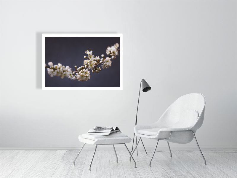 1000×700mm giclée print of Blackthorn Bough botanical photograph by Botanographia