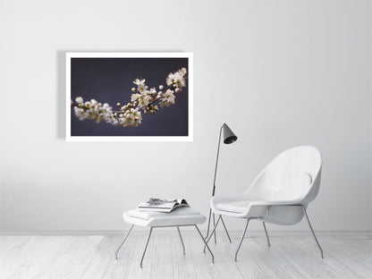 1000×700mm giclée print of Blackthorn Bough botanical photograph by Botanographia