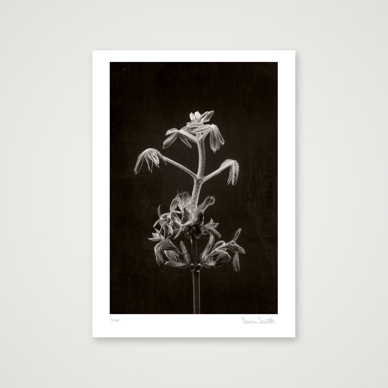 Horse Chestnut Stem No 2 — A4 (21×30cm, 8×12") Print only