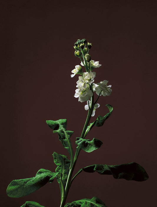 Stock Stem