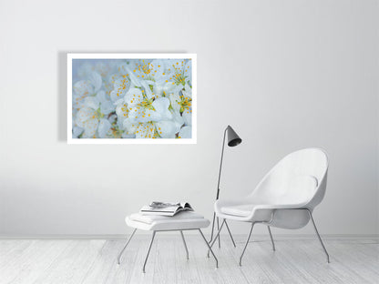 1000×700mm giclée print of Plum Blossom Dew botanical photograph by Botanographia