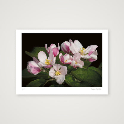Apple Blossom — A4 (30×21cm, 12×8") Print only