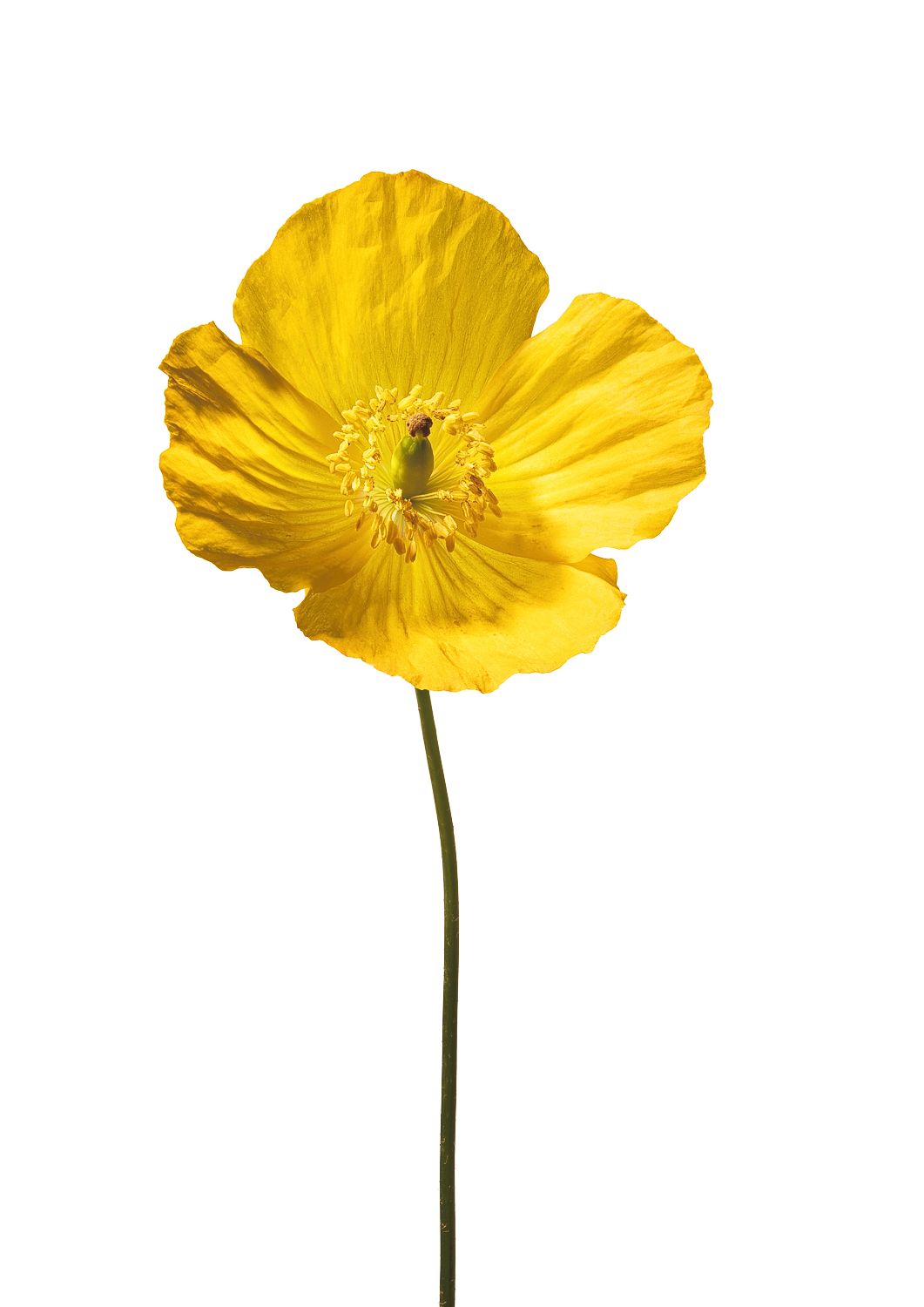 Yellow Poppy No 3