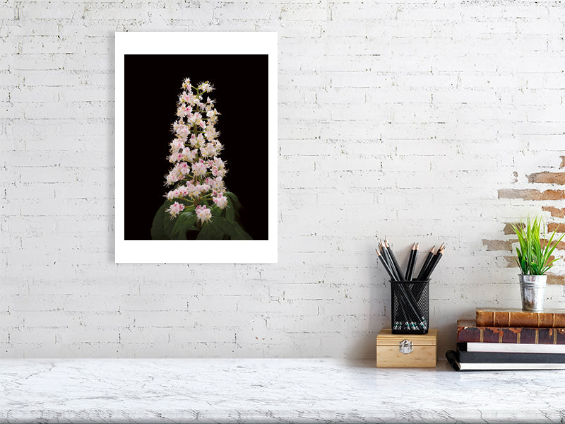 A3 giclée print of Horse Chestnut Flower botanical photograph by Botanographia
