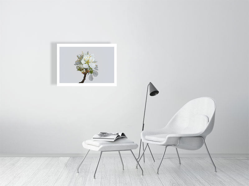 700×500mm giclée print of Victoria Plum Blossom No2 botanical photography –  by Botanographia
