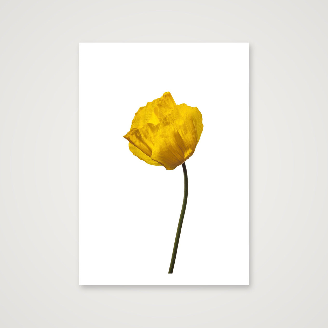 Yellow Poppy No 1 — 70×100cm, 28×39" Print only