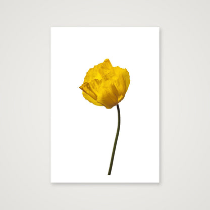 Yellow Poppy No 1 — 70×100cm, 28×39" Print only