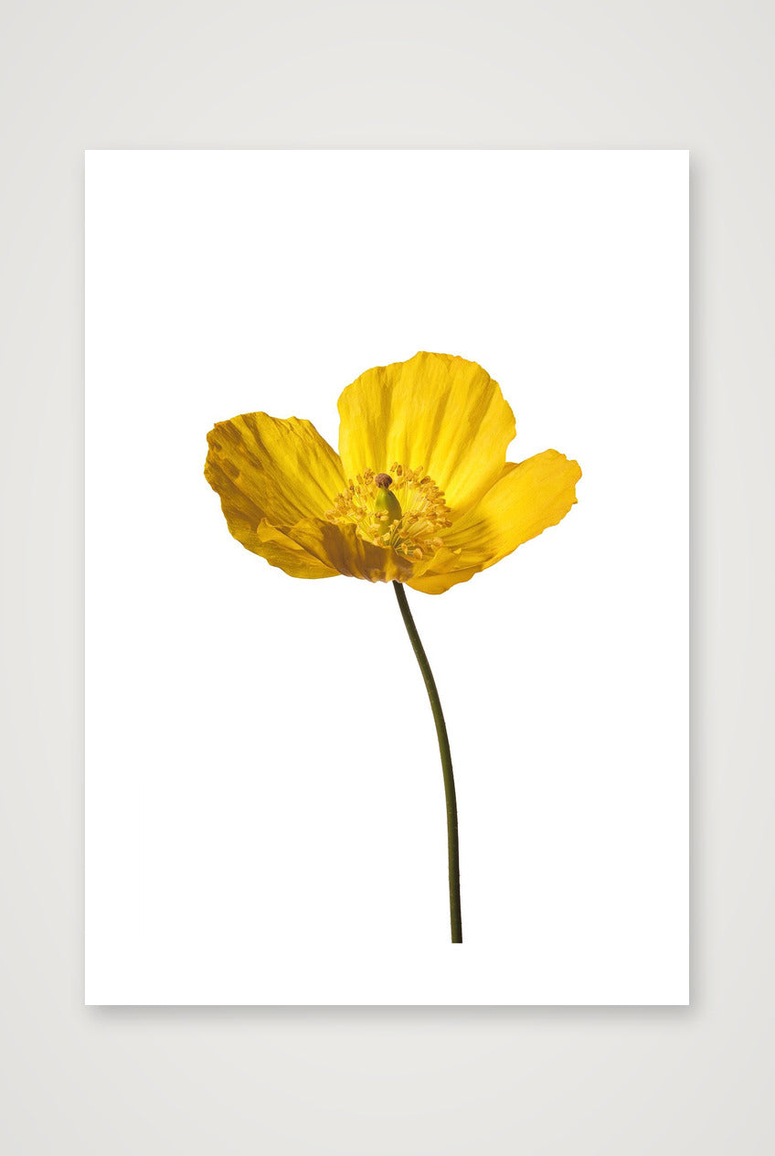 Yellow Poppy No 2 — A2 (42×59cm, 17×23") Print only