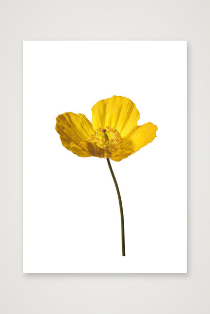 Yellow Poppy No 2 — A2 (42×59cm, 17×23") Print only