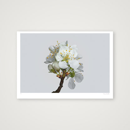 Plum Blossom No 2 — 100×70cm, 39×28" Print only