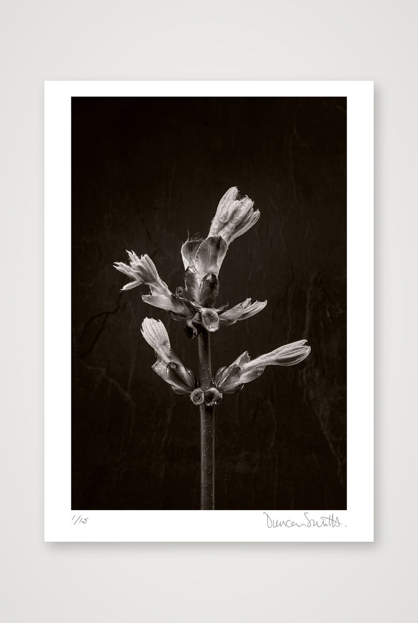 Horse Chestnut Stem No 3 — 50×70cm, 20×28" Print only