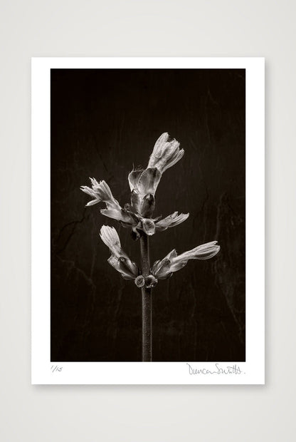 Horse Chestnut Stem No 3 — 50×70cm, 20×28" Print only