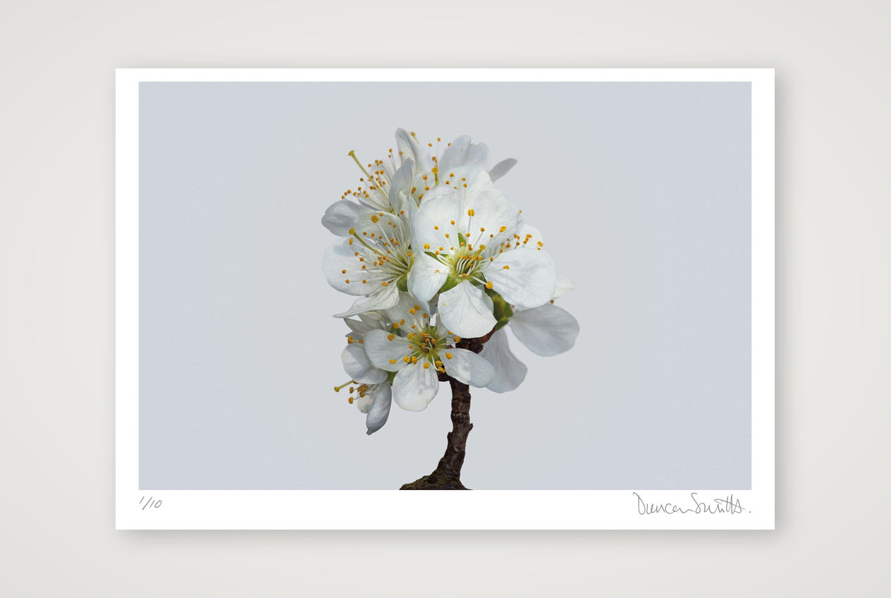 Victoria Plum Blossom No 1 — 100×70cm, 39×28" Print only