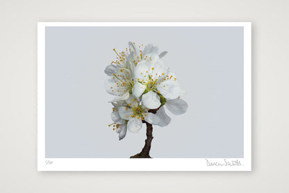 Victoria Plum Blossom No 1 — 100×70cm, 39×28" Print only