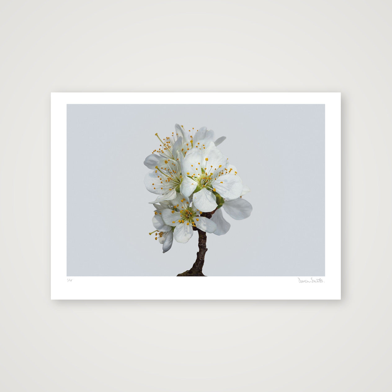 Plum Blossom No 1 — 70×50cm, 28×20" Print only