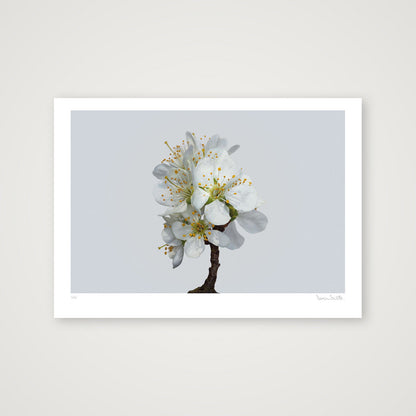 Plum Blossom No 1 — 70×50cm, 28×20" Print only
