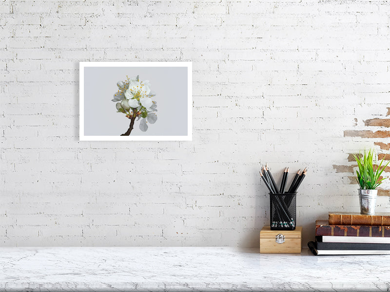 A4 giclée print of Victoria Plum Blossom No2 botanical photograph by Botanographia