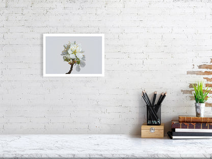  A4 giclée print of Victoria Plum Blossom No2 botanical photograph by Botanographia