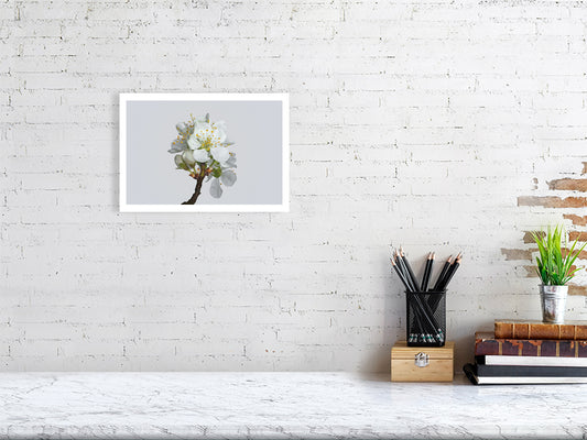  A4 giclée print of Victoria Plum Blossom No2 botanical photograph by Botanographia