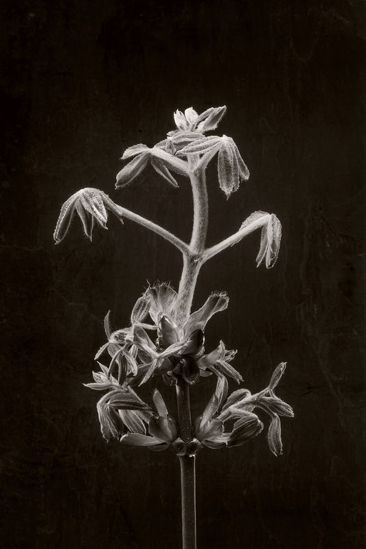 Horse Chestnut Stem No 2