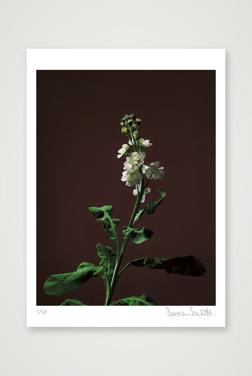 Stock Stem — 50×70cm, 20×28" Print only
