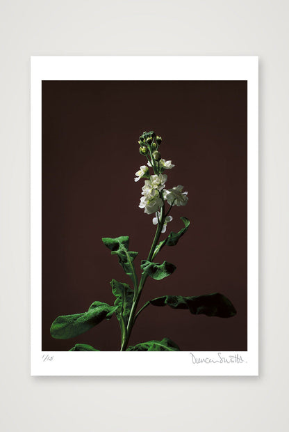 Stock Stem — 50×70cm, 20×28" Print only