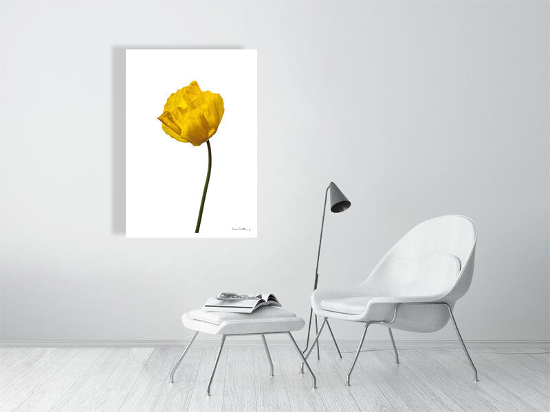  giclée print of Yellow Poppy No 1 botanical photograph by Botanographia