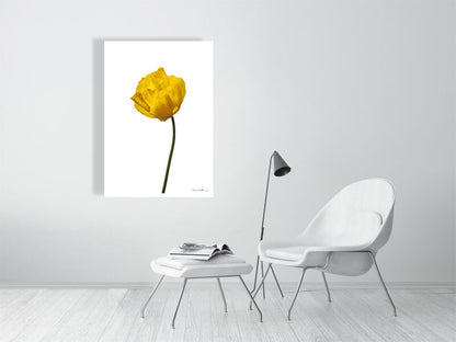  giclée print of Yellow Poppy No 1 botanical photograph by Botanographia