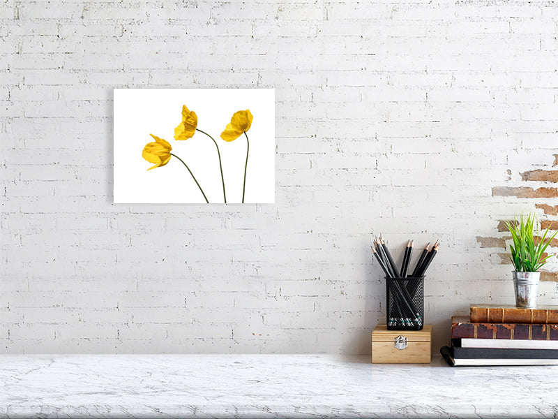 A3, 420 x 297 mm, 16.5 x 11.7 inches giclée print of Yellow Poppy Triplet botanical photograph by Botanographia