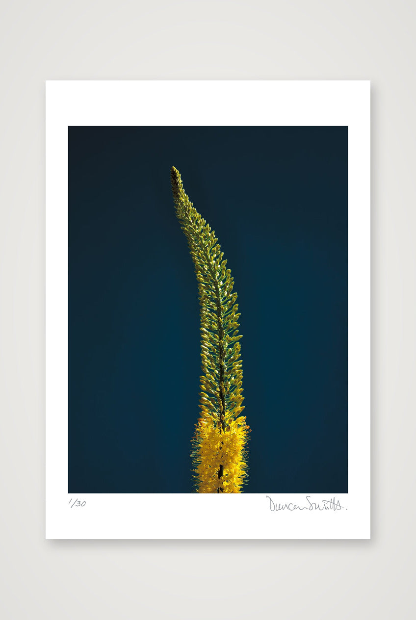 Foxtail Lily Stem — A2 (42×59cm, 17×23") Print only