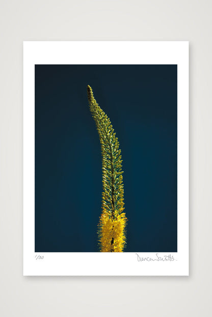 Foxtail Lily Stem — A2 (42×59cm, 17×23") Print only