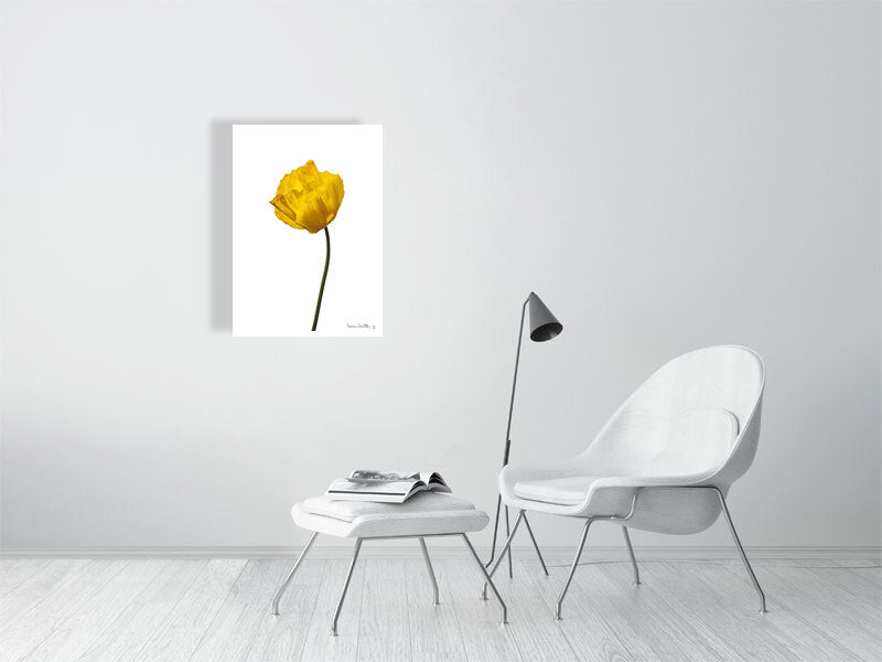 700 x 1000 mm, 27.6 x 39.4 inches - Signed, limited edition of 50 giclée print of Yellow Poppy No 1 botanical photograph by Botanographia